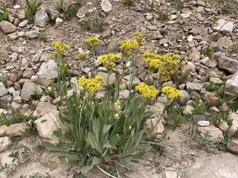 Plancia ëd Senecio atratus Greene