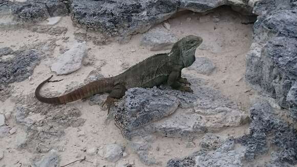 Image of Bahamas Rock Iguana