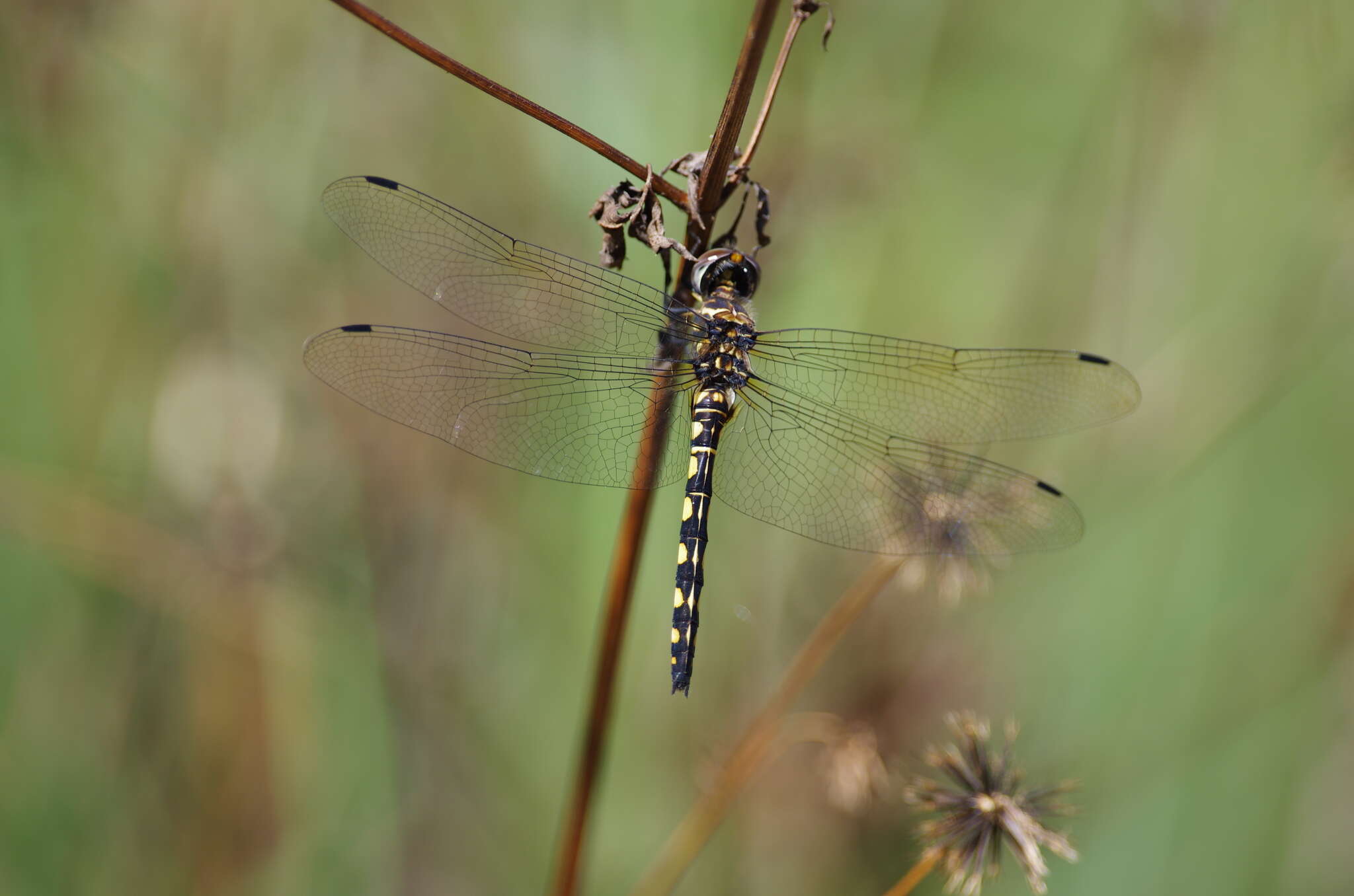 Image of Ringed Cascader