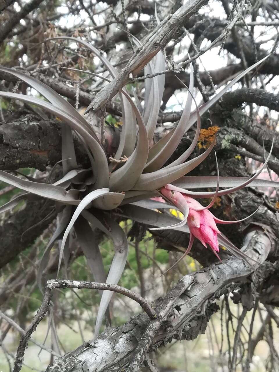 Imagem de Tillandsia sphaerocephala Baker