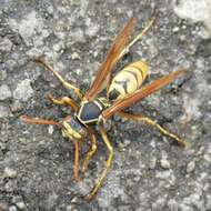 Image of Wasp