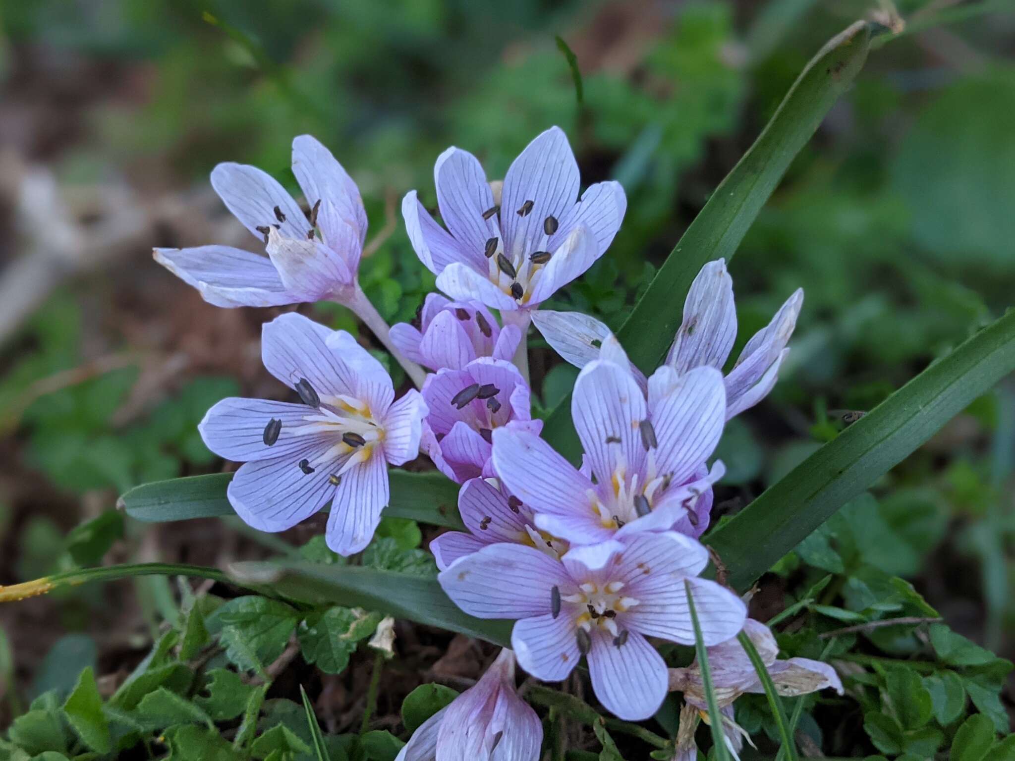 Image of Colchicum cupanii Guss.