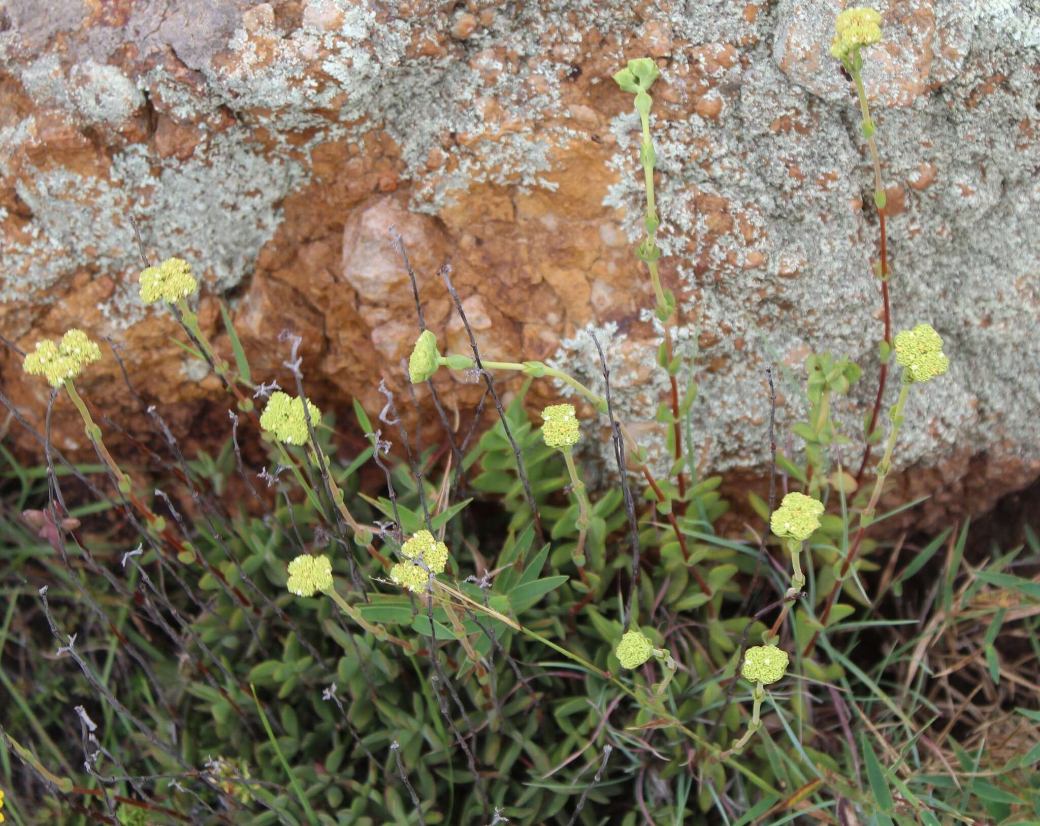 Image of Crassula latibracteata Tölken