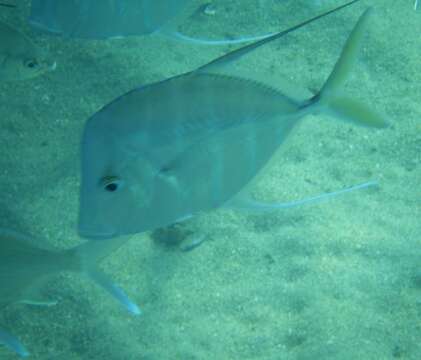 Image of Atlantic Lookdown