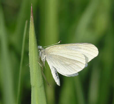 Image of Leptidea amurensis (Ménétriés 1859)