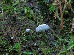 Image de Rimbachia bryophila (Pers.) Redhead 1984