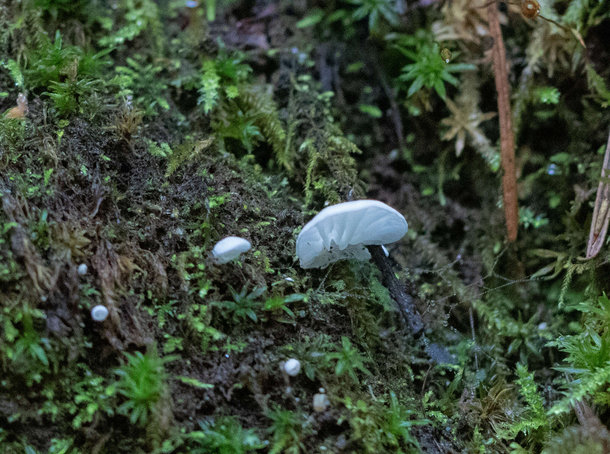 Image of Rimbachia bryophila (Pers.) Redhead 1984