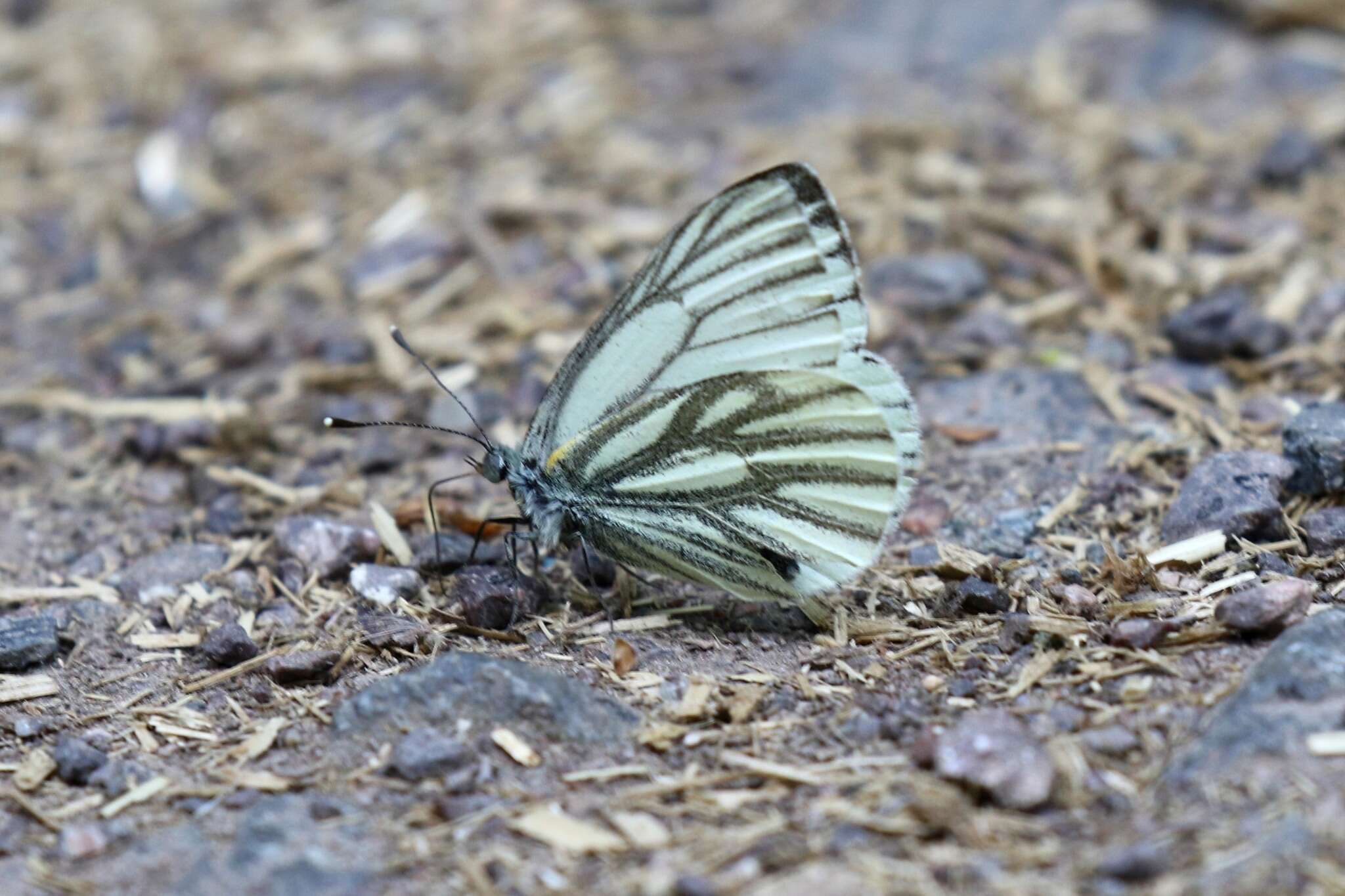 Plancia ëd Pieris napi (Linnaeus 1758)