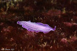 Image of pink flatworm