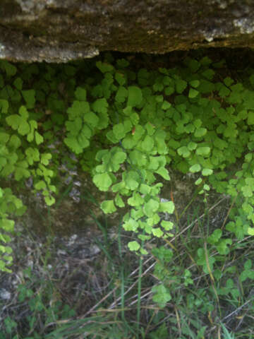 Слика од Adiantum capillus-veneris L.