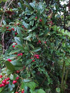 Image de Pyracantha crenulata (D. Don) M. Roemer