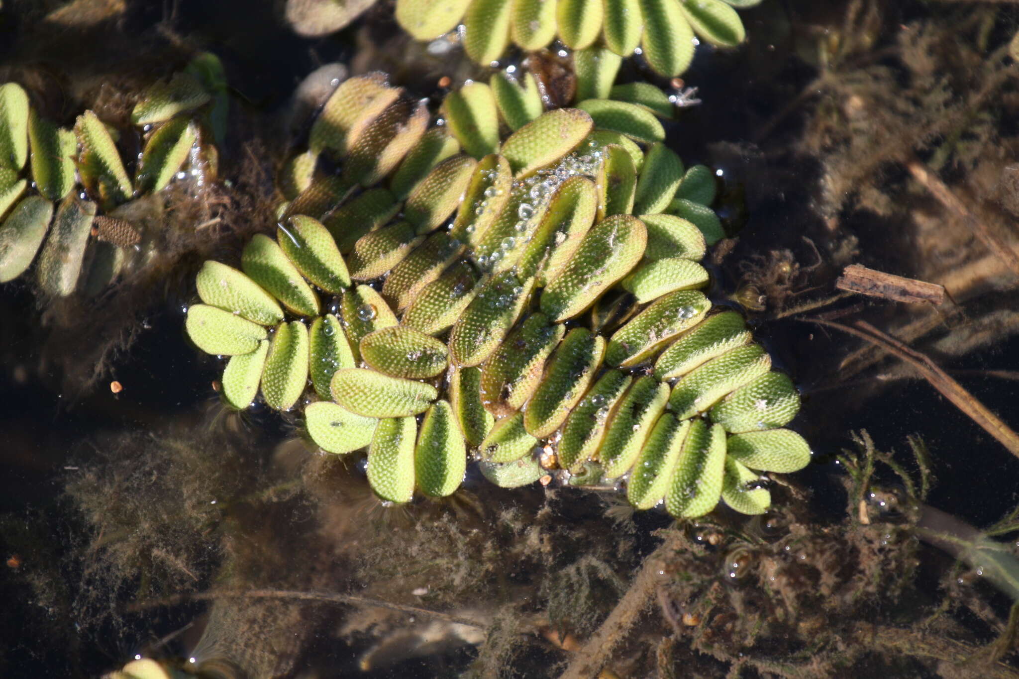 Image of floating watermoss