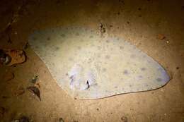 Image of Japanese Butterfly Ray