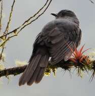 Image of Dusky Piha