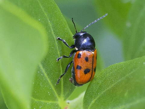 Image of <i>Cryptocephalus quadripunctatus</i>