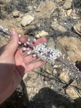 Image of Drimia hesperia (Webb & Berthel.) J. C. Manning & Goldblatt