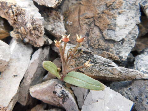 Claytonia panamintensis Stoughton resmi