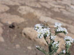 Imagem de Anthophora pulverosa Smith 1854