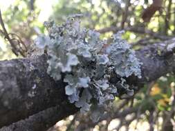 Image of parmotrema lichen