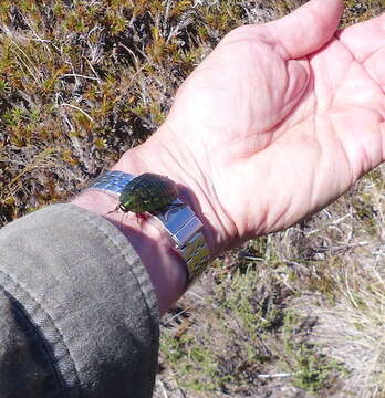 Image of Alpine metallic cockroach