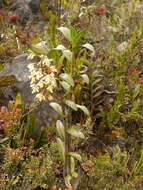 Image of Epidendrum mojandae Schltr.