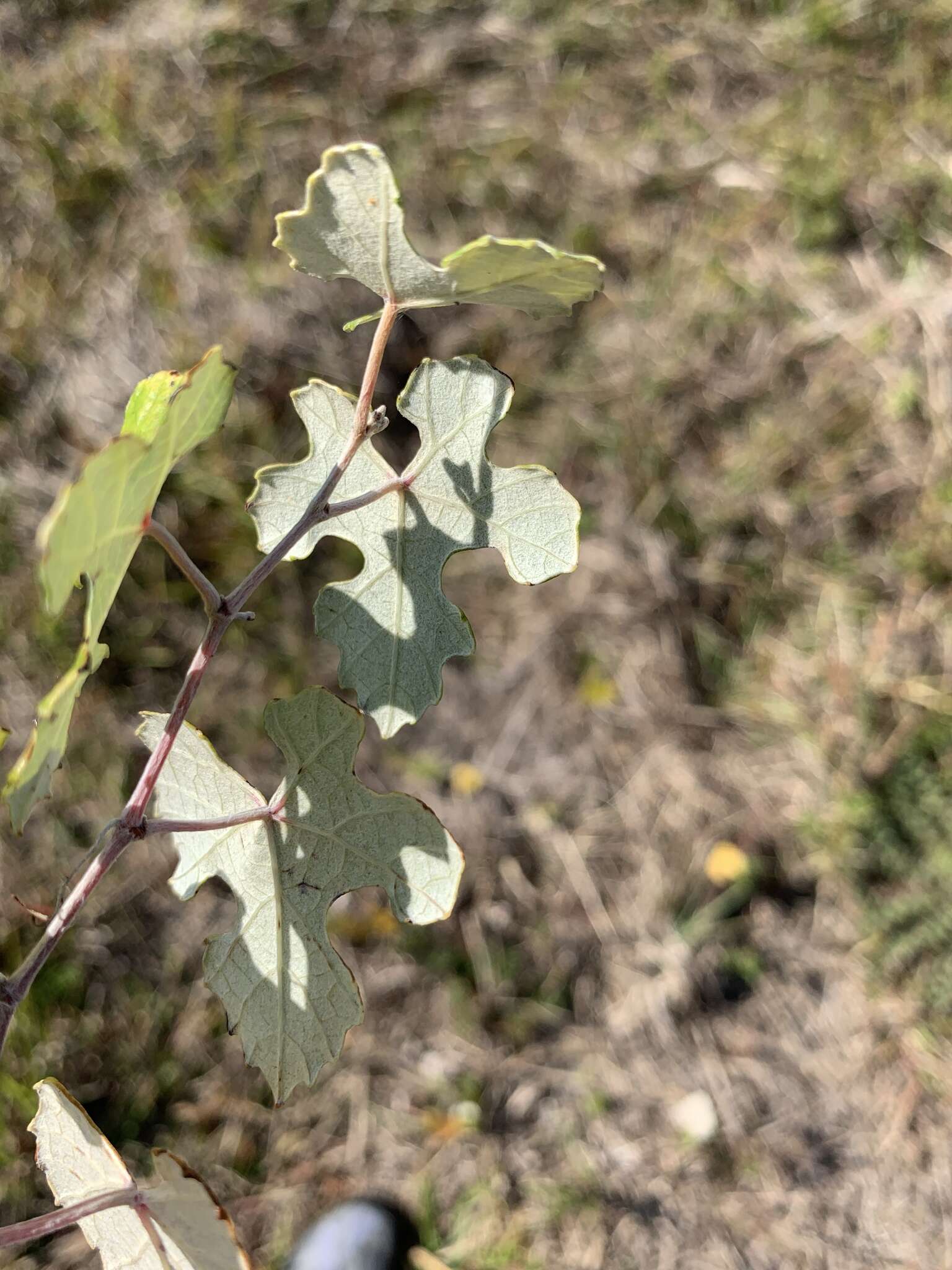 Image of Calloose Grape