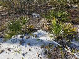 Image of scrub palmetto