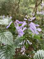 Image de Plectranthus saccatus Benth.