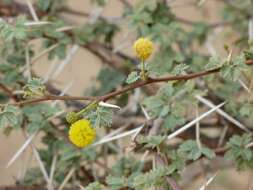 Image of Vachellia flava (Forssk.) Kyal. & Boatwr.