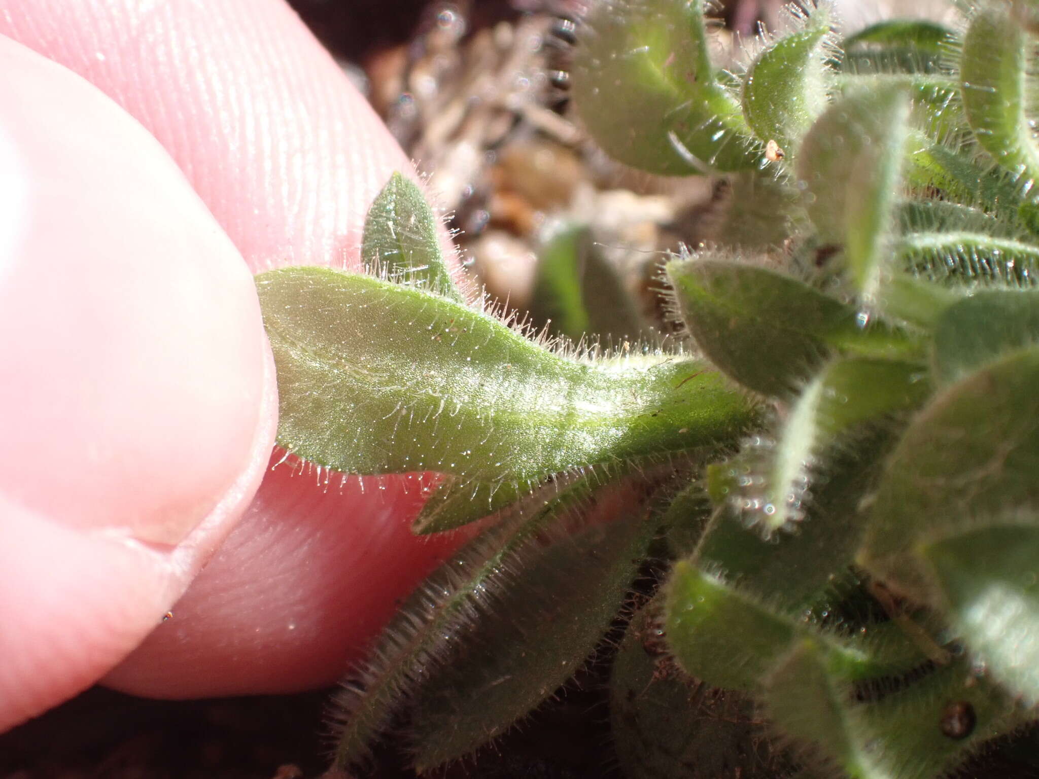 Image of Texas chickweed