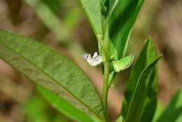 Image of Polygala glomerata Lour.