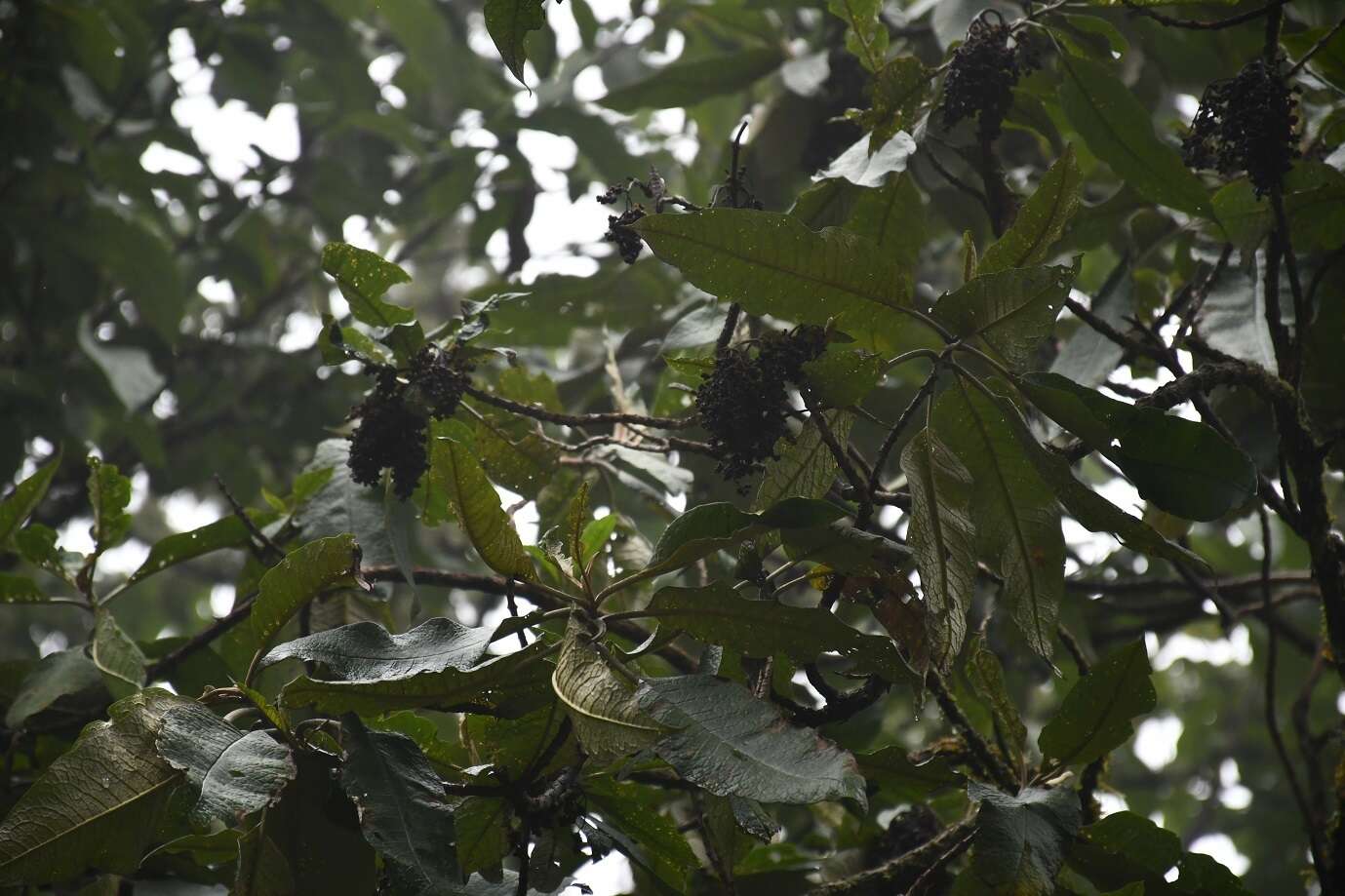 Image of Buddleja skutchii Morton