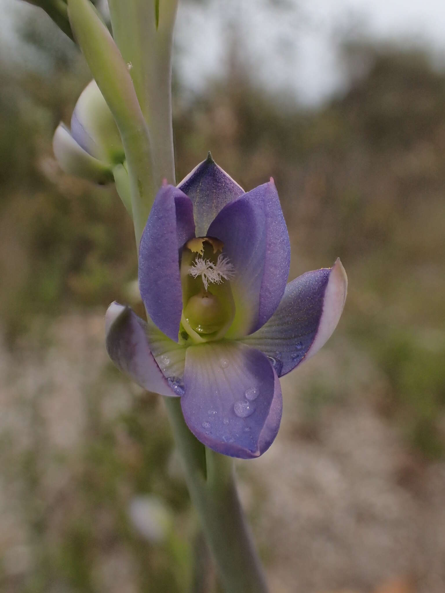 Image of Giant sun orchid