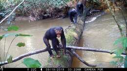 Image of central chimpanzee