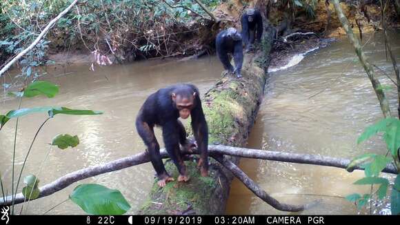 Image of central chimpanzee