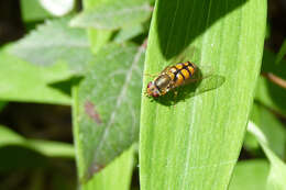 Image of Syrphus octomaculatus Walker 1836