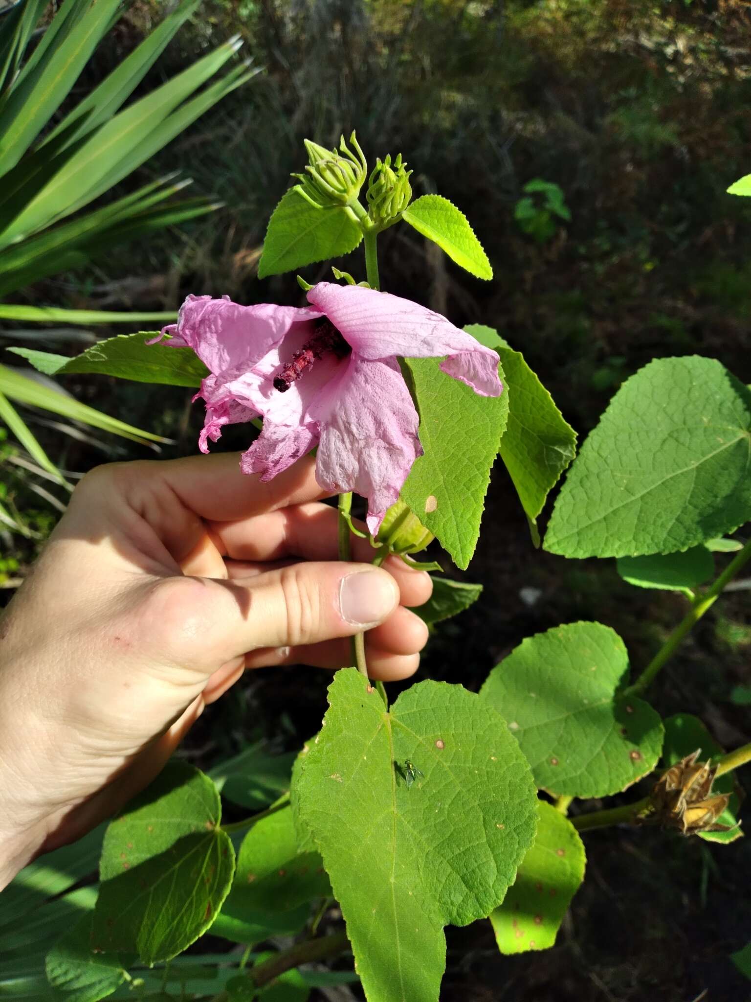 Sivun Hibiscus furcellatus Desr. kuva