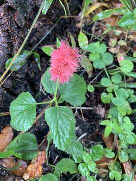 Plancia ëd Acalypha herzogiana Pax & K. Hoffm.