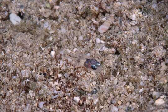 Image of Cryptic cardinalfish