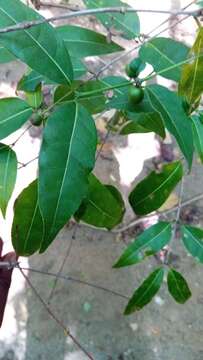 Image of Polysphaeria acuminata Verdc.