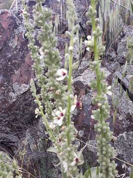 Imagem de Verbascum rotundifolium Ten.