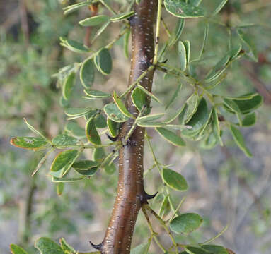 Sivun Senegalia mellifera (Vahl) Seigler & Ebinger kuva