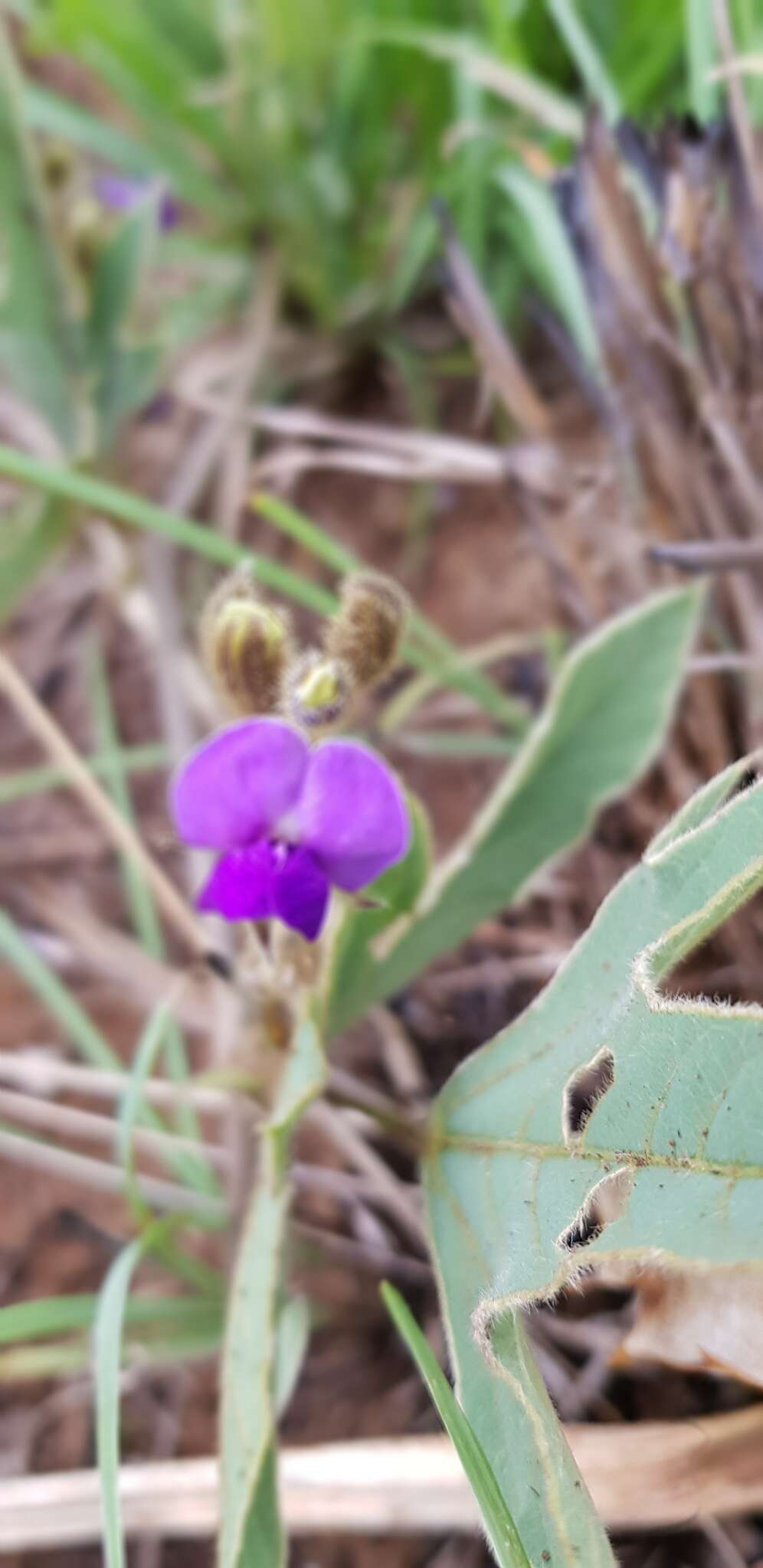 Sivun Neorautanenia ficifolia (Benth.) C. A. Sm. kuva