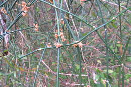 Image of Ephedra tweedieana C. A. Mey.