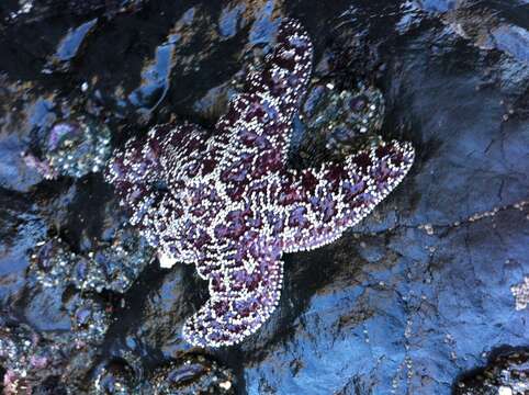 Image of ochre sea star