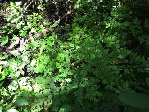 Image of Pteris macilenta A. Rich.