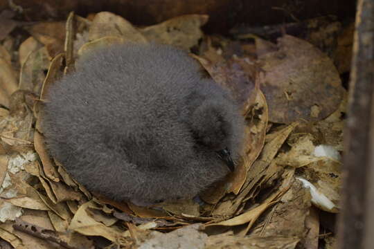 Image of Chatham Island Petrel