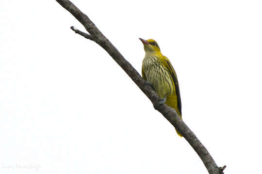 Image of Oriolus chinensis diffusus Sharpe 1877