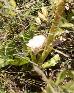 Image of Kalanchoe paniculata Harv.