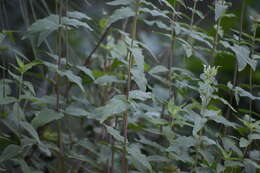 Image of Monarda fistulosa var. menthifolia (Graham) Fernald